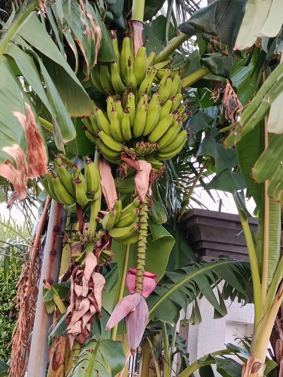 Banana plant with bunches of bananas