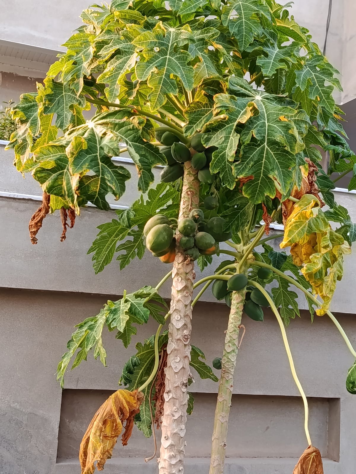 Papaya