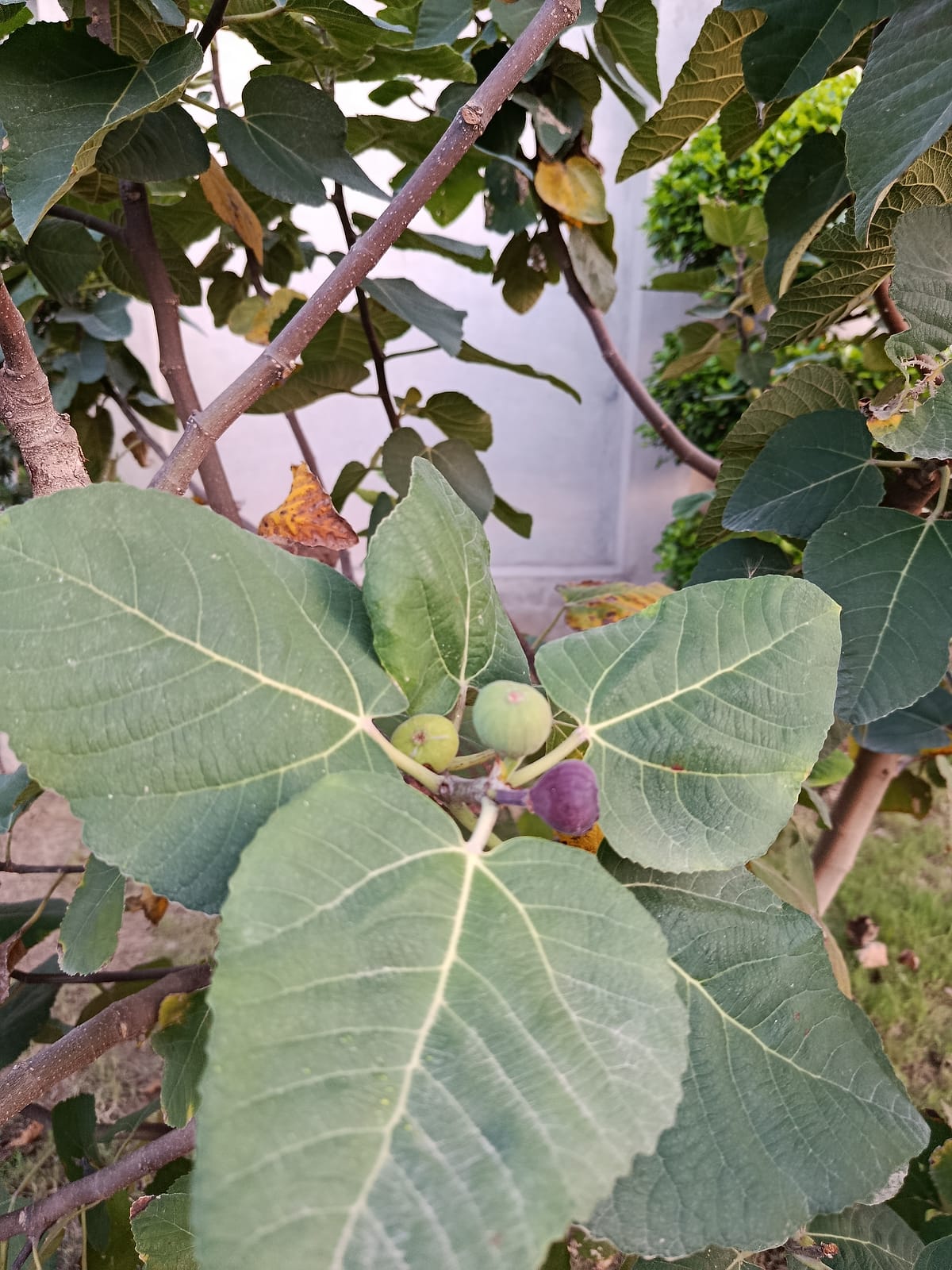 Fig (Anjeer)