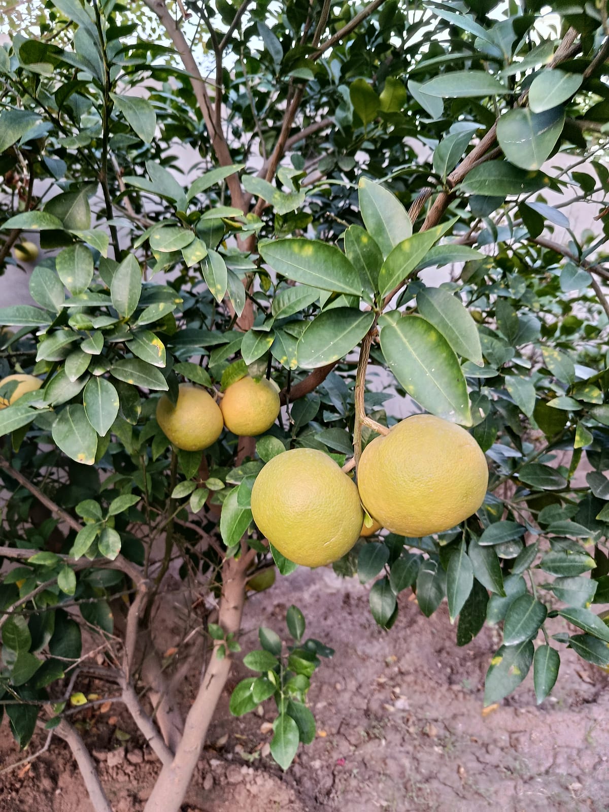 Grapefruit