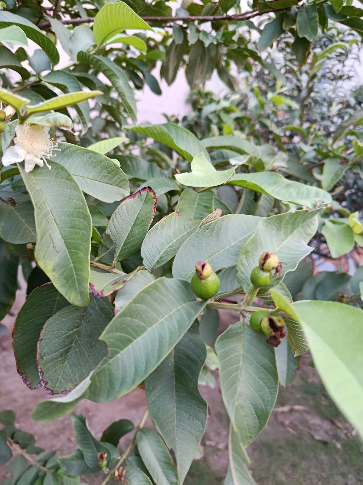 Guava (Amrood)