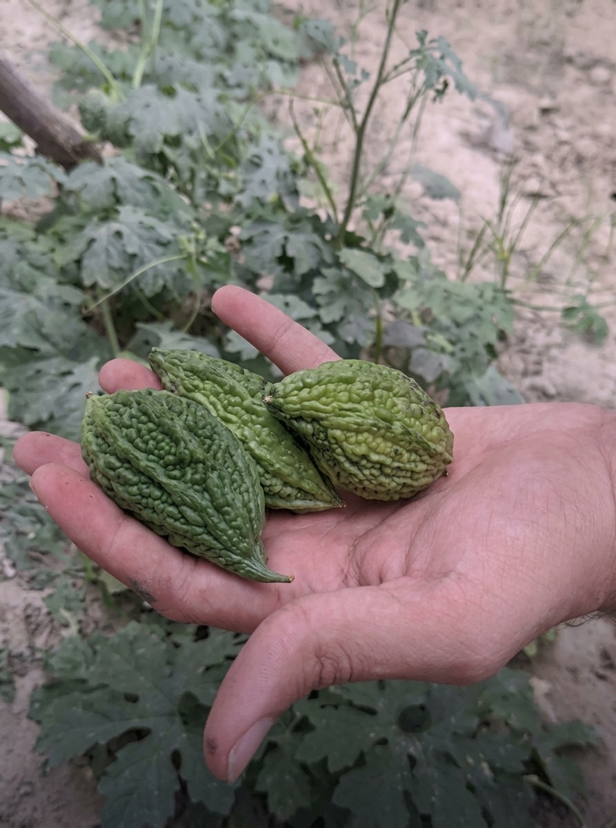 Grow Your Own Food