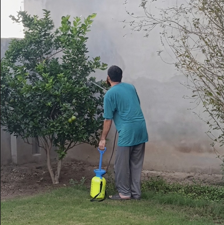 Spraying a fruit tree