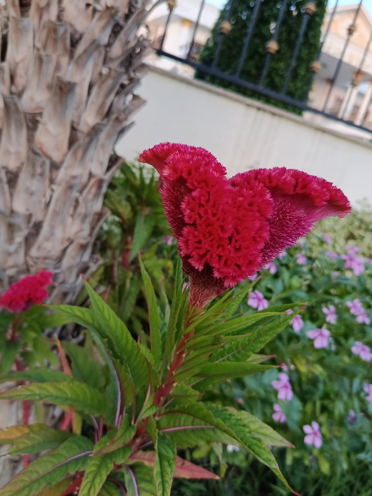 Red and pink flowers in a garden